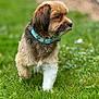 dog, puppy, grass, collar, outdoor, pet, cute, walking, nature, animal, fur, small_dog, greenery, flower, summer, side_view, canine, young_dog, playful, adorable