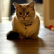 Nala is registered to the contest to win money with this photo: cat, animal, pet, fur, collar, bell, indoor, wooden_floor, soft_light, blurred_background, portrait, feline, cute, domestic_animal, whiskers, ears, sitting, relaxed, shadow, closeup