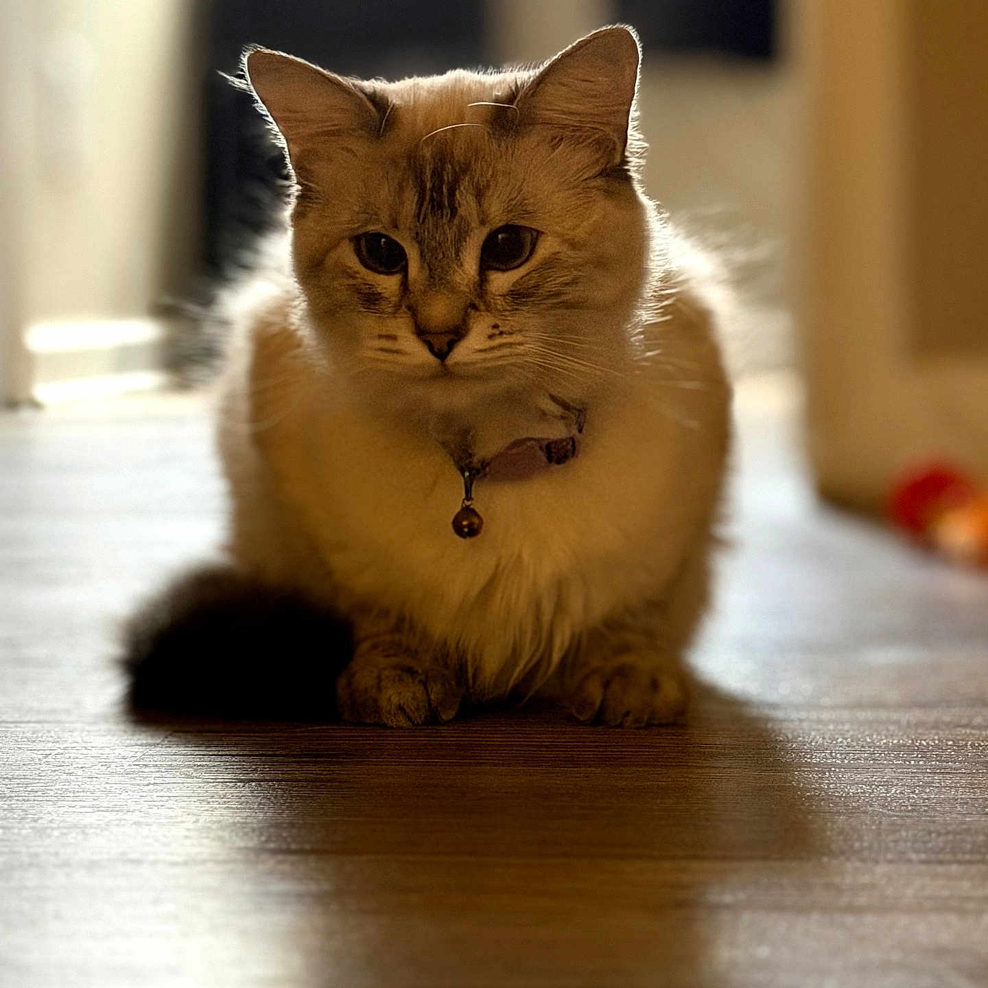 Nala