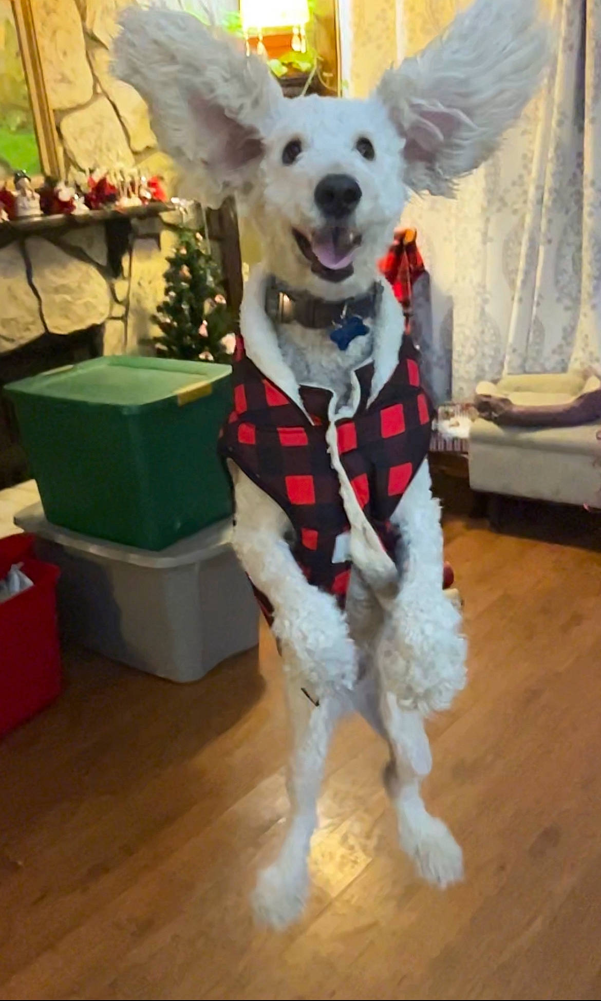 Georgia joined the competition — help win amazing prizes! canidae, carnivore, collar, companion_dog, dog, dog_breed, dog_clothes, dog_supply, event, fawn, floor, flooring, fur, hardwood, plant, snout, sporting_group, tail, wood, working_animal