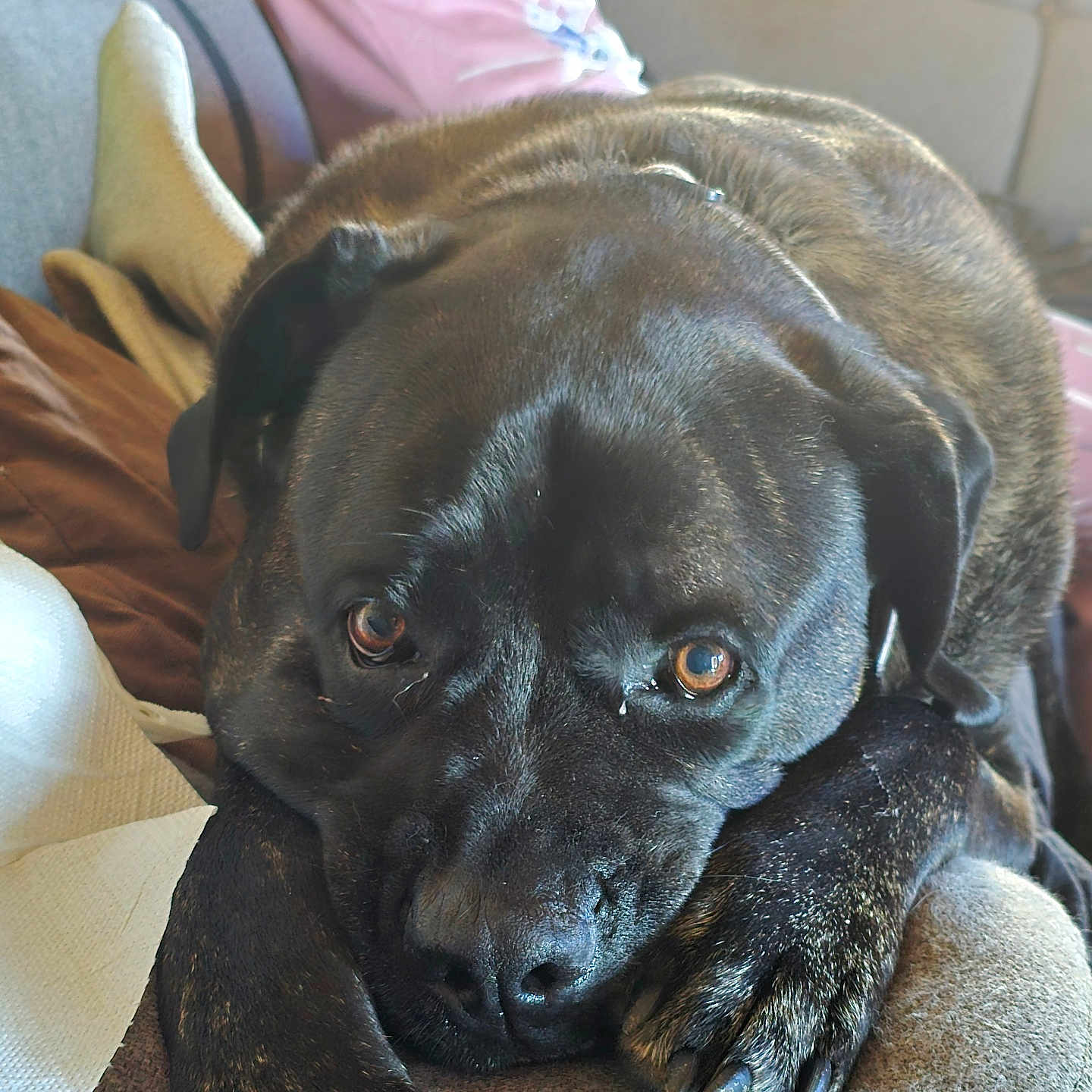 Pataud participe au concours pour gagner de l'argent avec cette photo : animal, brown_eyes, canine, close_up, comfort, couch, cozy, dog, fur, household, indoor, living_room, nail, paw, person, pet, pink_shirt, relaxation, resting, sleepy