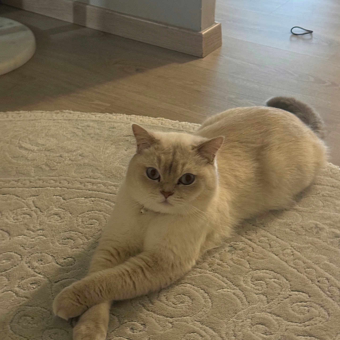 Roméo a rejoint le concours — aidez-le/la à gagner de superbes lots ! abyssinian, animal, architecture, building, cat, furniture, hardwood, homedecor, indoors, interiordesign, kitten, linen, livingroom, manx, pet, plywood, room, rug, siamese, wood