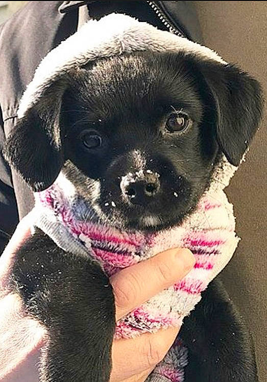 Daisy joined the competition — help win amazing prizes! canidae, carnivore, collar, companion_dog, dog, dog_breed, dog_clothes, dog_collar, dog_supply, fashion_accessory, fawn, fur, pet_supply, pink, puppy_love, snout, sporting_group, toy_dog, whiskers, working_animal