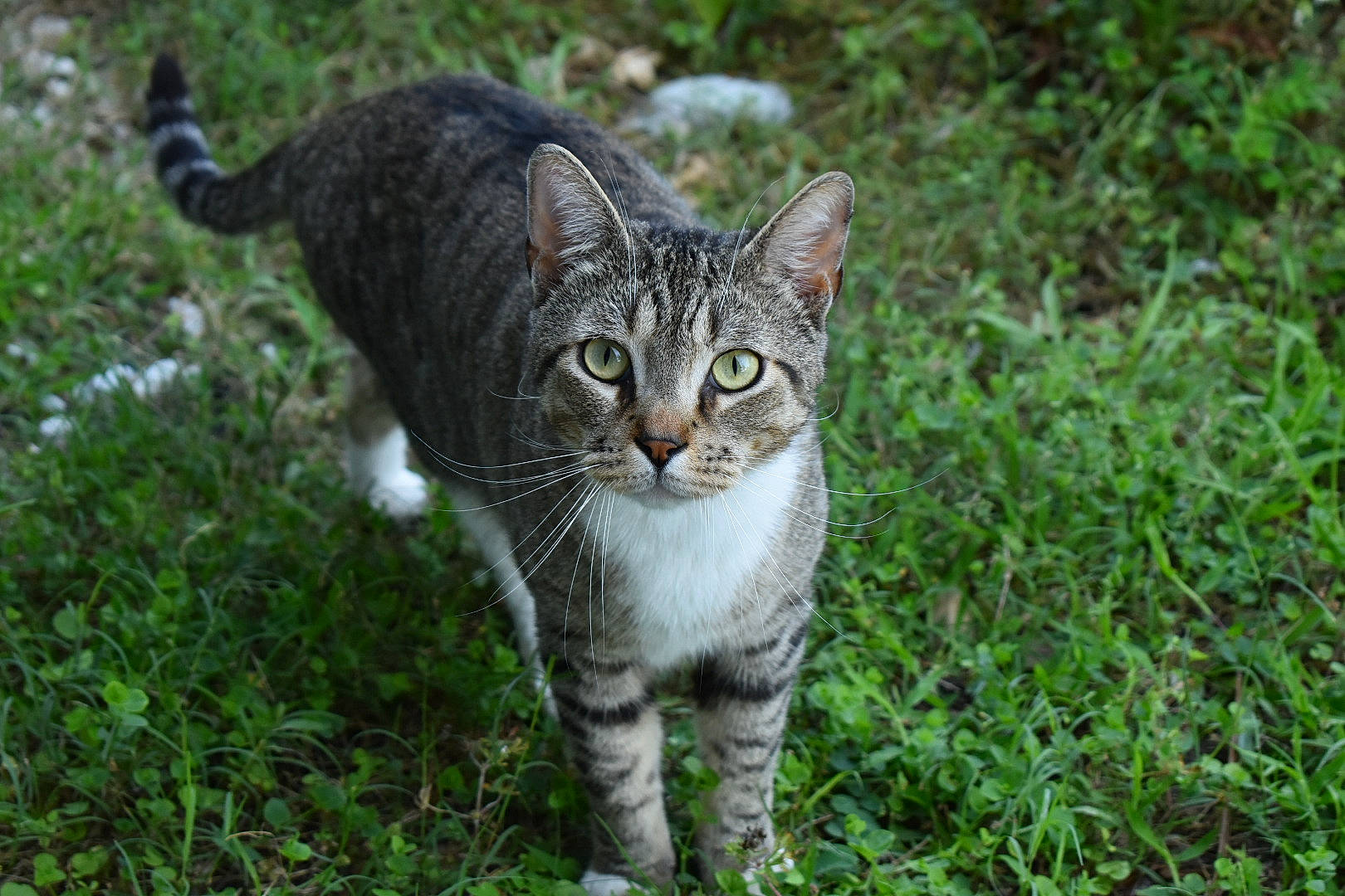 Atticus joined the competition — help win amazing prizes! carnivore, cat, domestic_short_haired_cat, eye, fawn, felidae, fur, grass, groundcover, nature_reserve, plant, small_to_medium_sized_cats, snout, tail, terrestrial_animal, tree, vegetation, whiskers, wilderness, wildlife