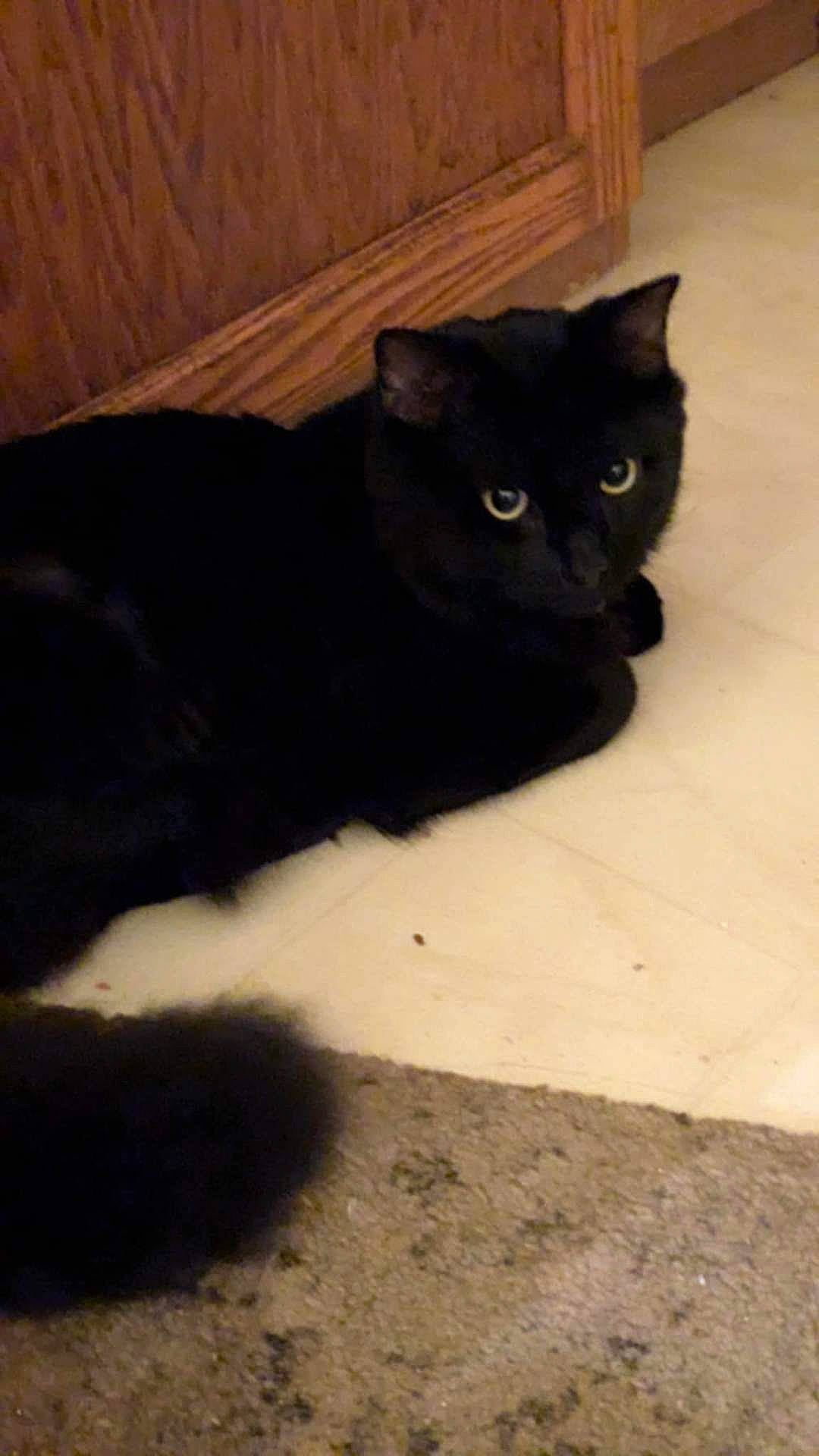 Beautifuls is registered to the contest to win money with this photo: animal, blackcat, cat, door, hardwood, kitten, manx, pet, plywood, slate, wood