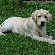 Naya a rejoint le concours — aidez-le/la à gagner de superbes lots ! dog, labrador_retriever, puppy, grass, outdoor, animal, pet, lying_down, greenery, nature, canine, young_dog, mammal, fur, cute, relaxed, looking_at_camera, summer, garden, friendly