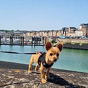 Olive a rejoint le concours — aidez-le/la à gagner de superbes lots ! architecture, boats, brown_dog, buildings, canine, cityscape, daytime, dog, harbor, leash, outdoor, pet, puppy, sky, small_dog, stone, sunny, urban, walking, water
