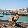architecture, boats, brown_dog, buildings, canine, cityscape, daytime, dog, harbor, leash, outdoor, pet, puppy, sky, small_dog, stone, sunny, urban, walking, water