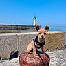 Olive participe au concours pour gagner de l'argent avec cette photo : animal, blue_sky, clear_sky, cobblestone, curious, daytime, dog, ears, leash, lighthouse, outdoor, pet, puppy, rusty_bollard, seaside, sitting, small_dog, stone_wall, sunny, waterfront