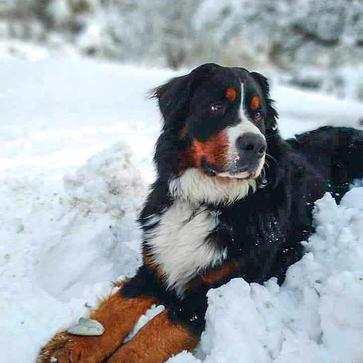 Oxford participe au concours pour gagner de l'argent avec cette photo : animal, bernese_mountain_dog, canine, cold, cute, dog, fluffy, fur, looking_away, lying_down, mammal, nature, outdoor, peaceful, pets, portrait, relaxed, snow, winter, winter_climate