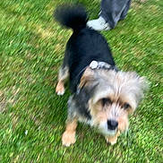 Souky a rejoint le concours — aidez-le/la à gagner de superbes lots ! dog, grass, outdoor, pet, animal, blur, fur, legs, shoes, walking, collar, black, brown, white, canine, nature, person, blurred, movement, small_dog
