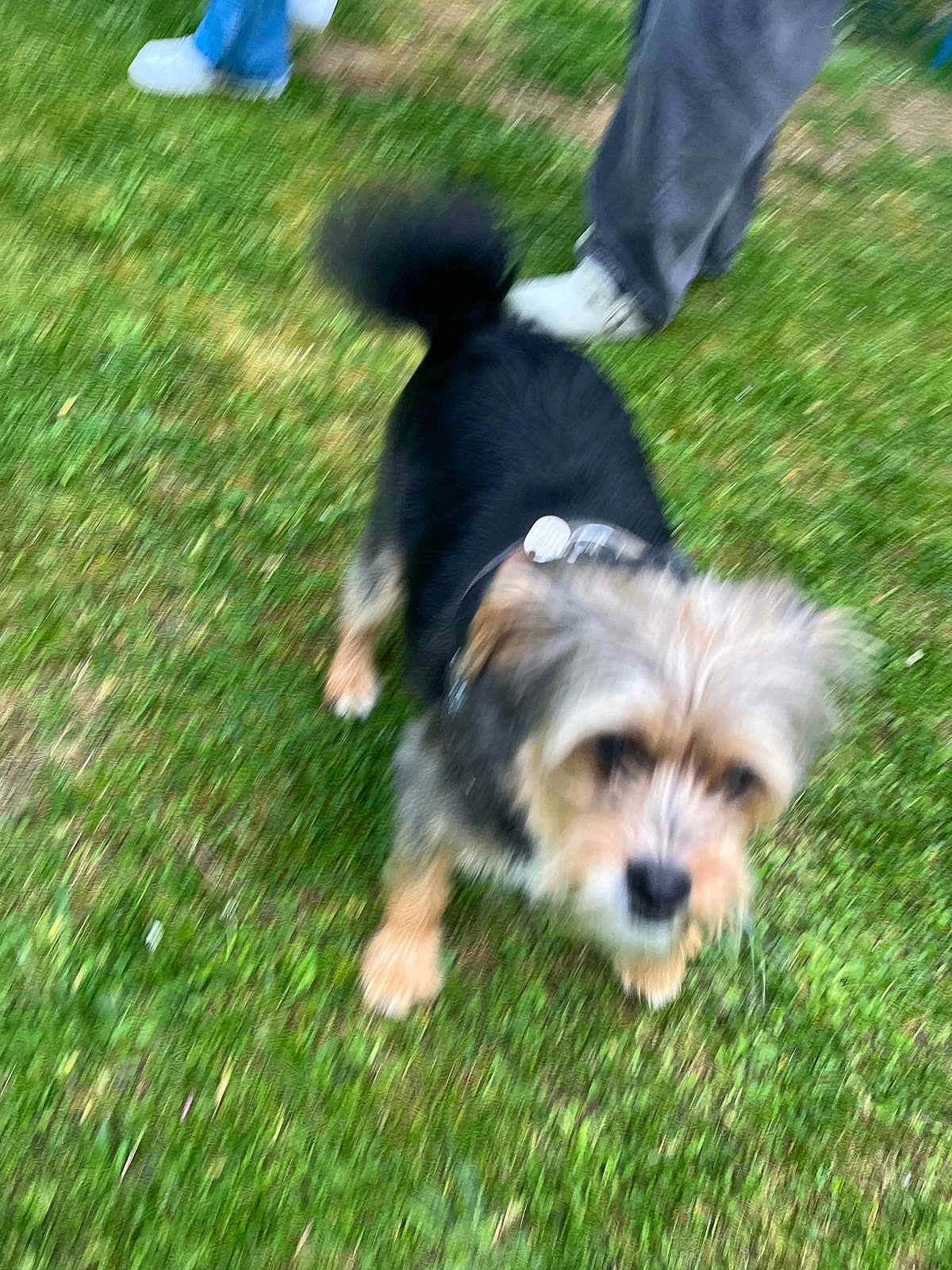 Souky a rejoint le concours — aidez-le/la à gagner de superbes lots ! dog, grass, outdoor, pet, animal, blur, fur, legs, shoes, walking, collar, black, brown, white, canine, nature, person, blurred, movement, small_dog