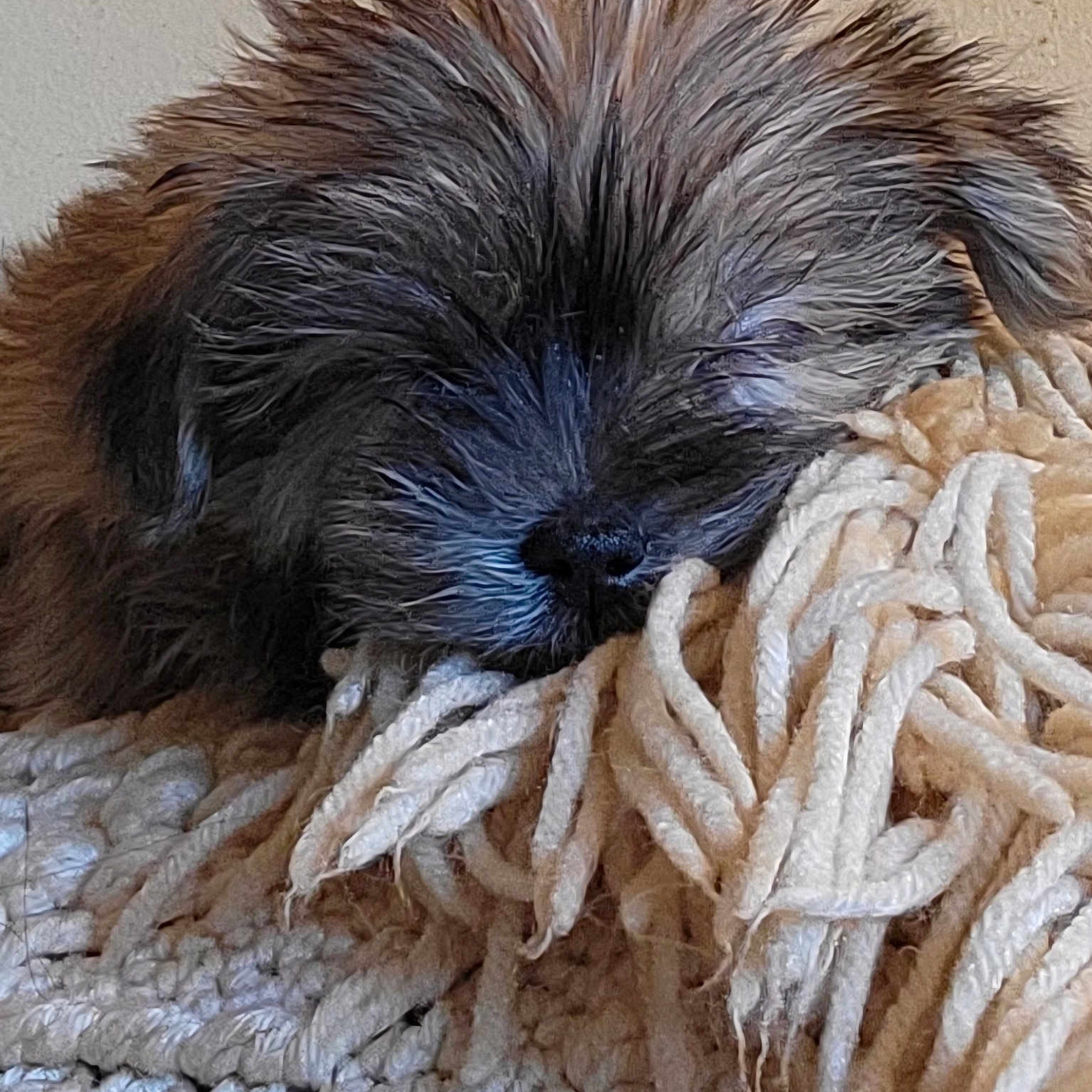Raven joined the competition — help win amazing prizes! companion_dog, electric_blue, fur, natural_material, terrestrial_animal, wood, wool, working_animal