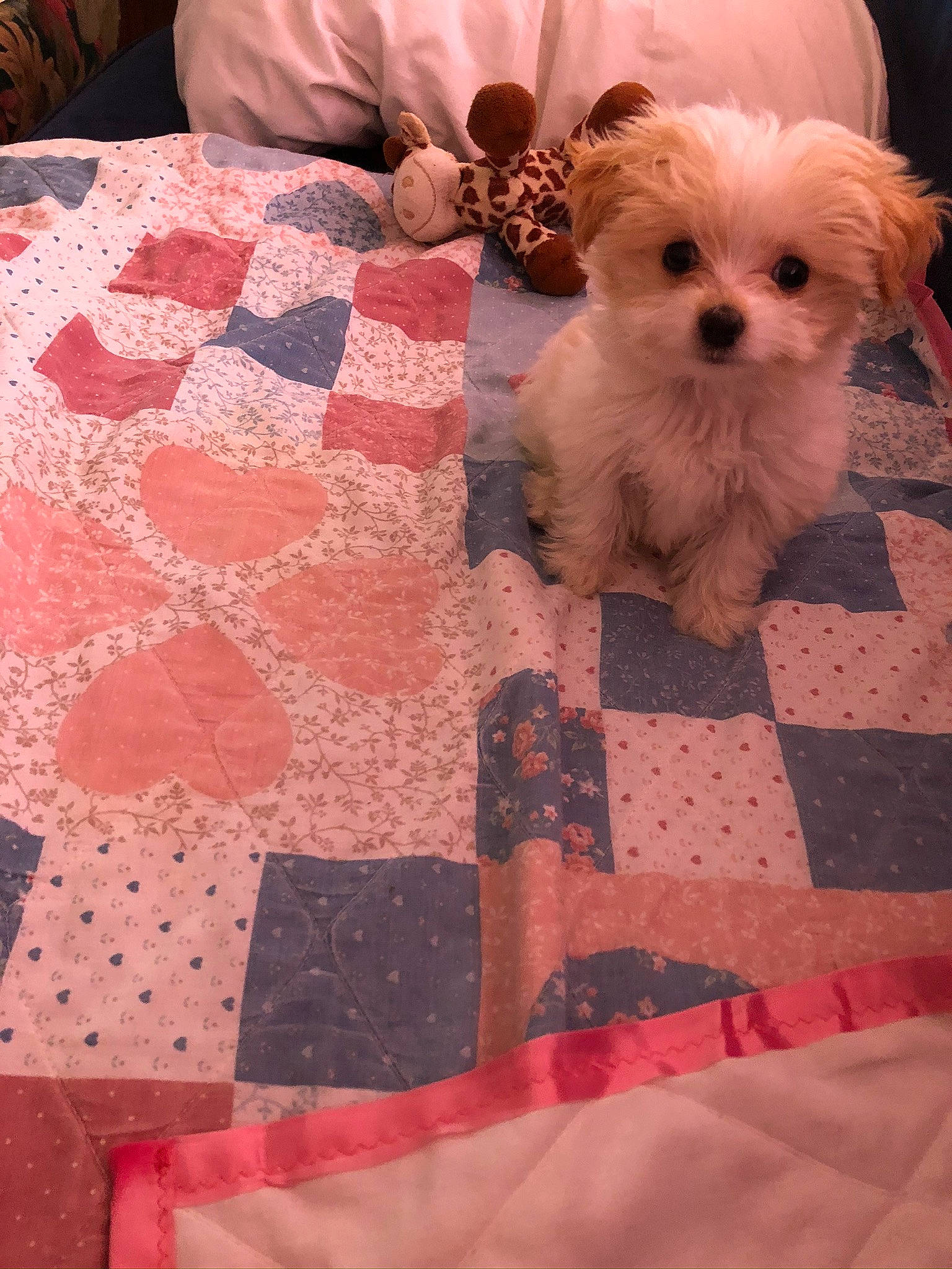 Stella is registered to the contest to win money with this photo: bed_sheet, bedding, bichon, bolognese, canidae, carnivore, companion_dog, dog, dog_breed, linens, maltepoo, maltese, morkie, pink, puppy, quilt, schnoodle, shih_tzu, textile, toy_dog