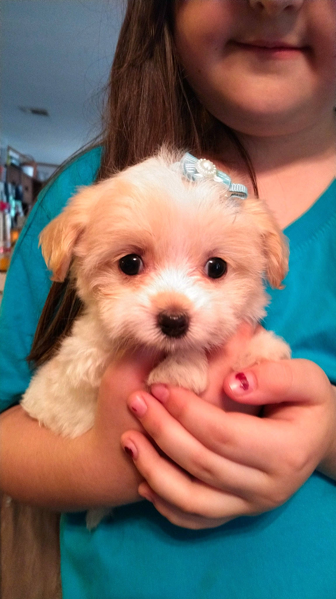 Stella is registered to the contest to win money with this photo: bichon, bolonka, canidae, cavachon, companion_dog, dog, dog_breed, kyi_leo, mal_shi, maltepoo, maltese, mammal, morkie, puppy, puppy_love, schnoodle, shih_poo, shih_tzu, skin, vertebrate