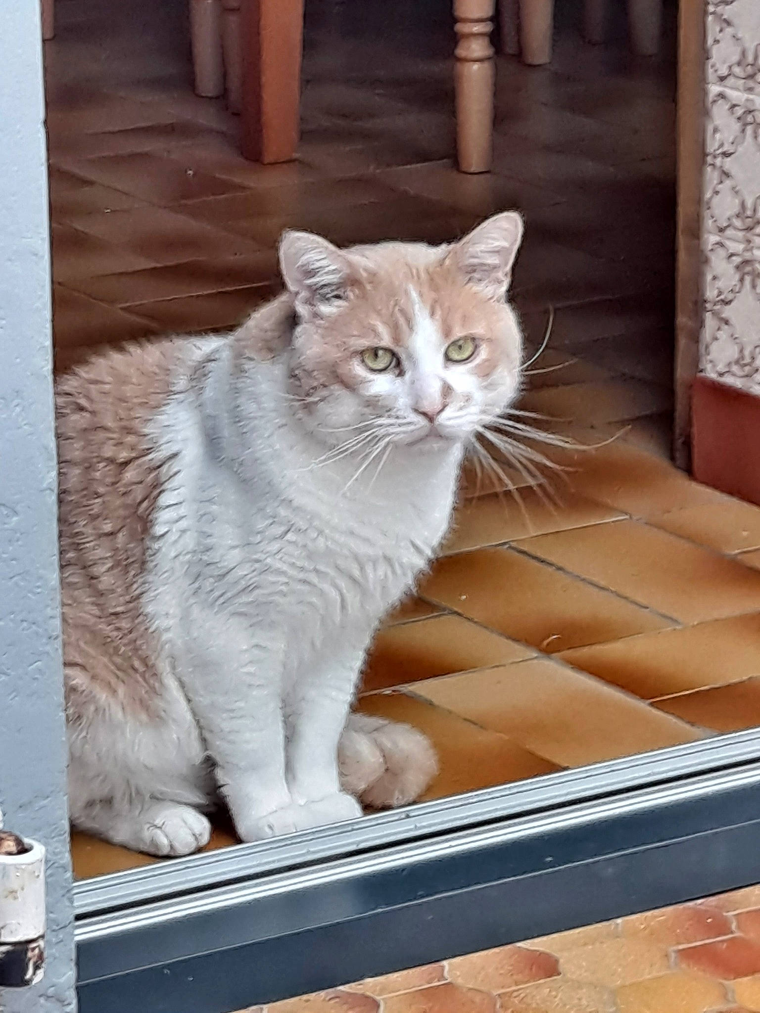 Coca a rejoint le concours — aidez-le/la à gagner de superbes lots ! aegean_cat, asian, british_semi_longhair, burmilla, carnivore, cat, domestic_short_haired_cat, european_shorthair, fawn, felidae, mammal, ojos_azules, polydactyl_cat, small_to_medium_sized_cats, tabby_cat, whiskers