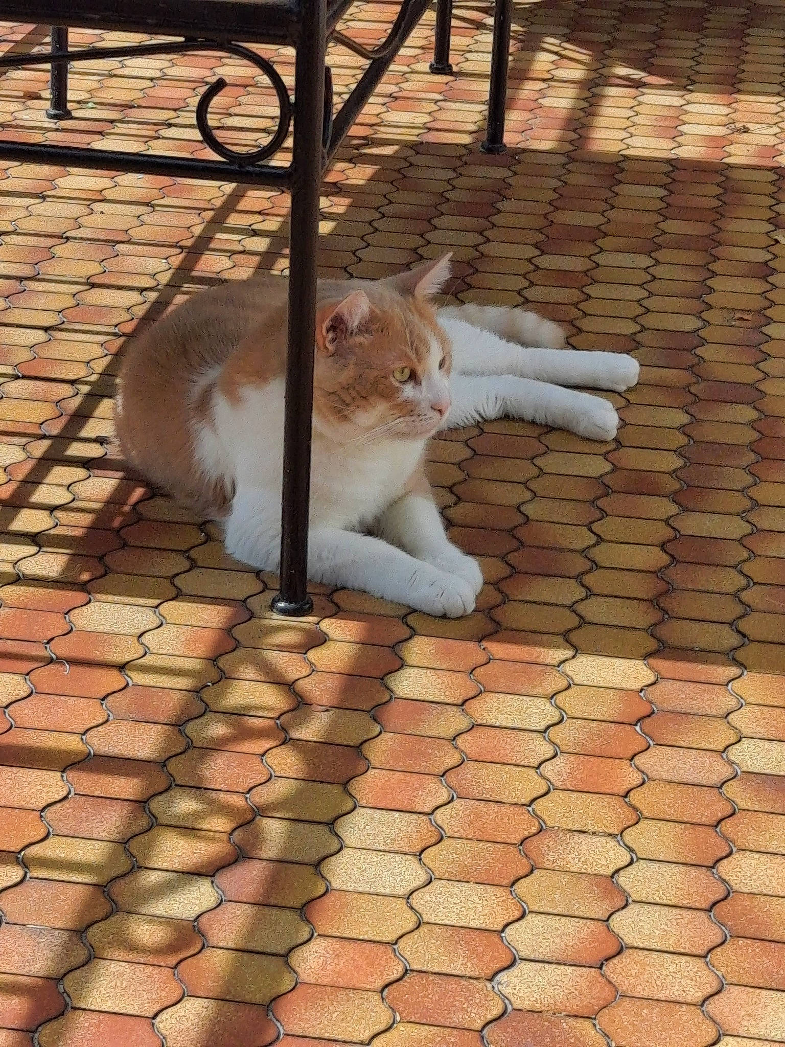 Coca a rejoint le concours — aidez-le/la à gagner de superbes lots ! aegean_cat, asian, brick, carnivore, cat, european_shorthair, fawn, felidae, floor, flooring, polydactyl_cat, small_to_medium_sized_cats, tail, tile, turkish_van, whiskers, wood