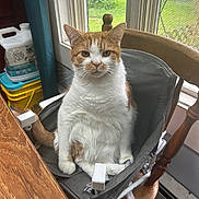 Milo is registered to the contest to win money with this photo: baby_chair, cat, curious, daylight, dining_table, domestic, feline, fur, household_items, indoor, looking_at_camera, orange_and_white, pet, seat, serious_expression, sitting, tail, whiskers, window, wooden_chair