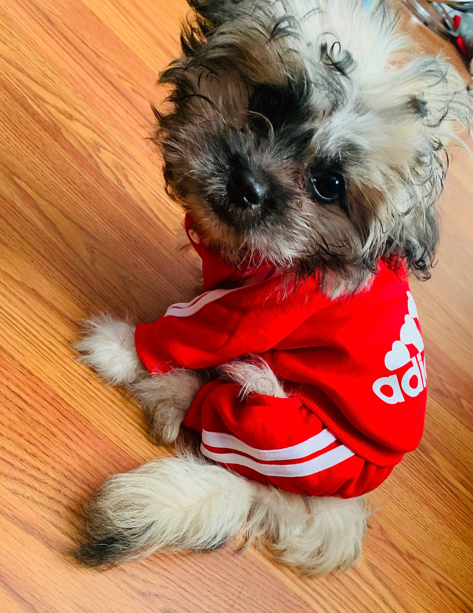 Britton is registered to the contest to win money with this photo: canidae, carnivore, chinese_imperial_dog, companion_dog, dog, dog_breed, dog_clothes, maltepoo, mammal, miniature_schnauzer, morkie, puppy, puppy_love, rare_breed_dog, schnoodle, shih_tzu, snout, terrier, toy_dog, yorkshire_terrier
