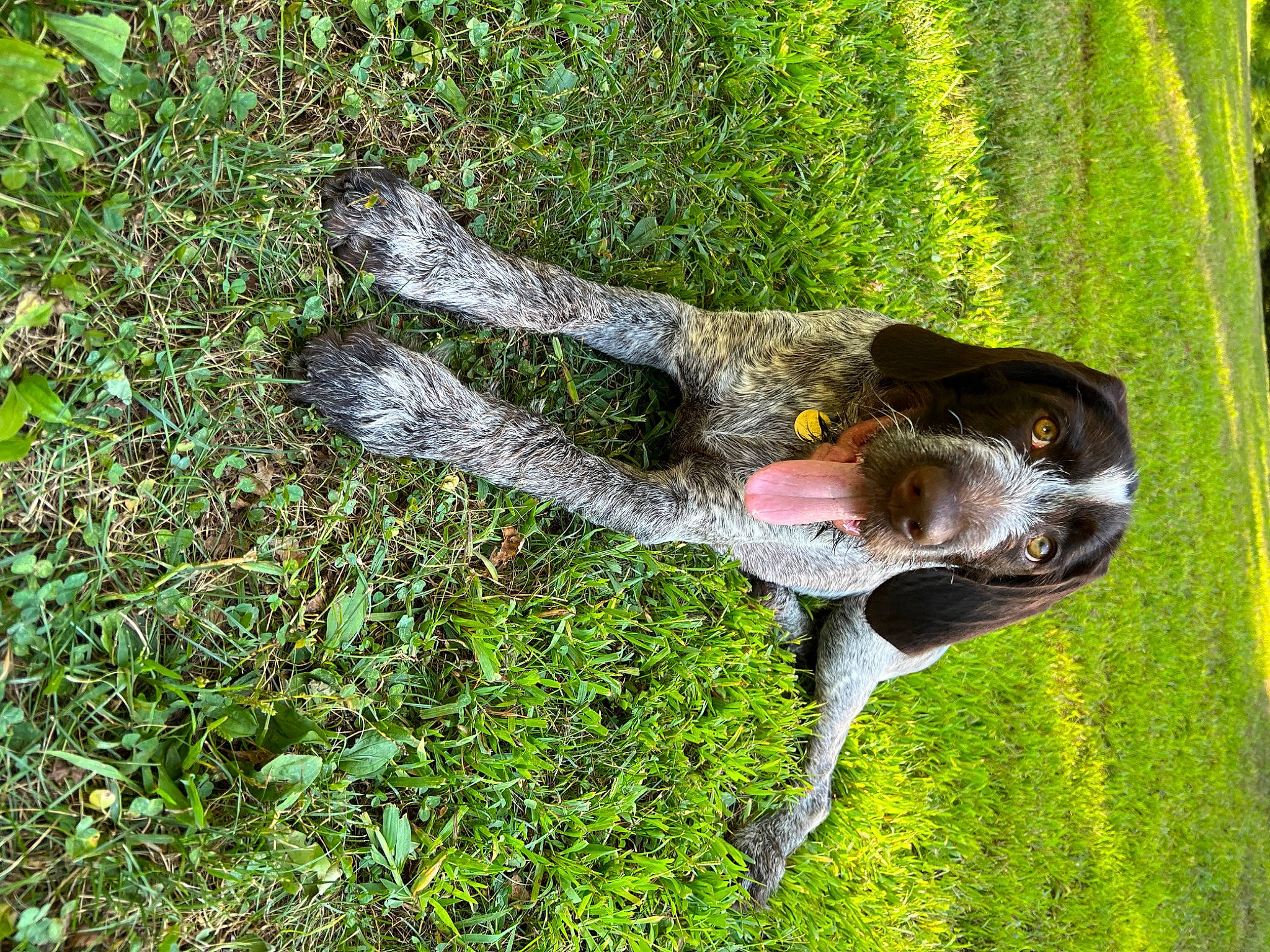 Aurora is registered to the contest to win money with this photo: canidae, dog, dog_breed, grass, grass_family, grassland, groundcover, hunting_dog, pasture, plant, sporting_group, tail, terrestrial_animal, terrestrial_plant, tree, trunk, vegetation, wildlife, working_animal