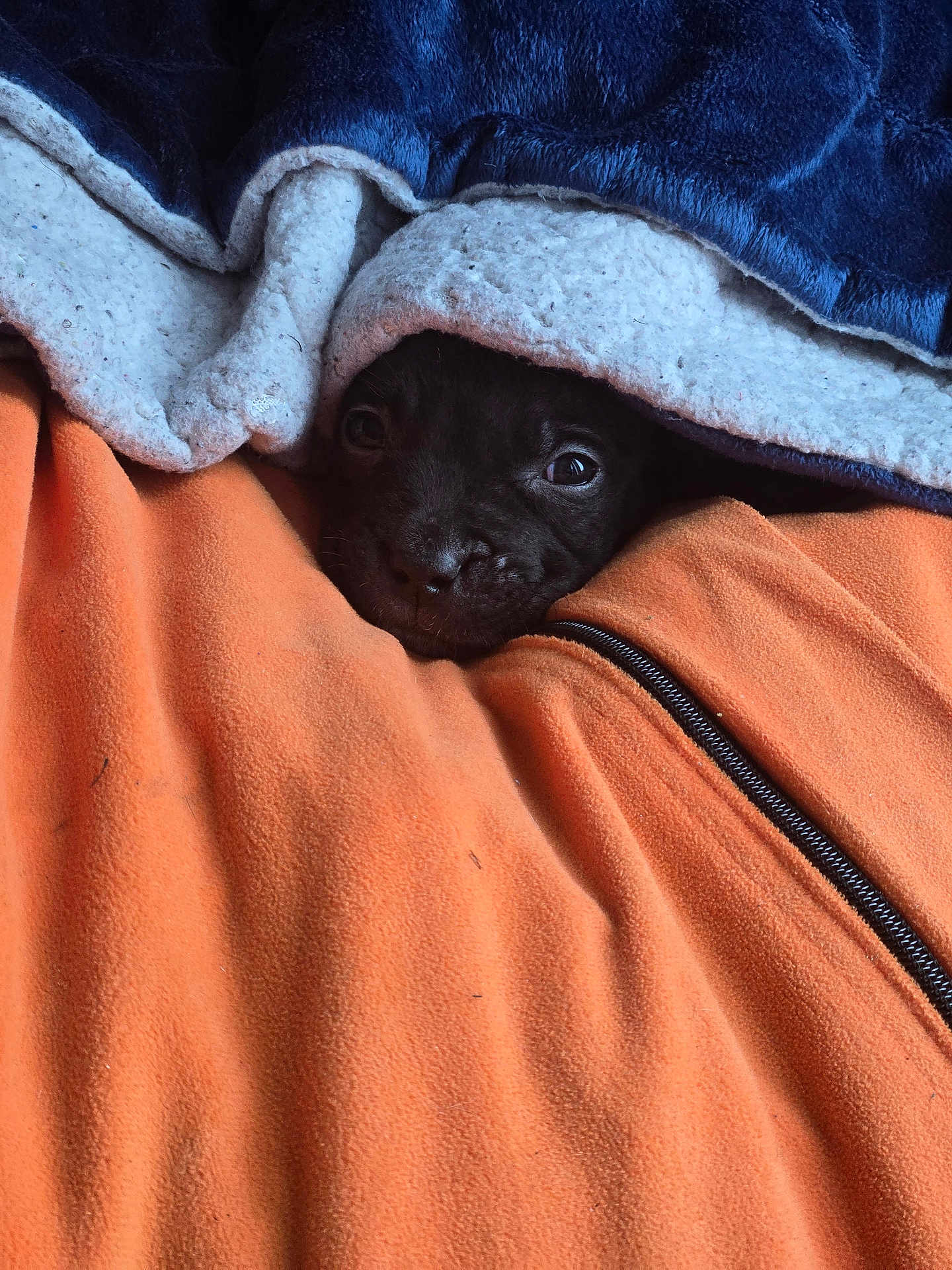 Sage joined the competition — help win amazing prizes! dog, puppy, black_puppy, blanket, fleece, orange_blanket, blue_blanket, zipper, snout, eyes, pet, indoor, cozy, resting, snuggling, hiding, cute, portrait, bedding, warm