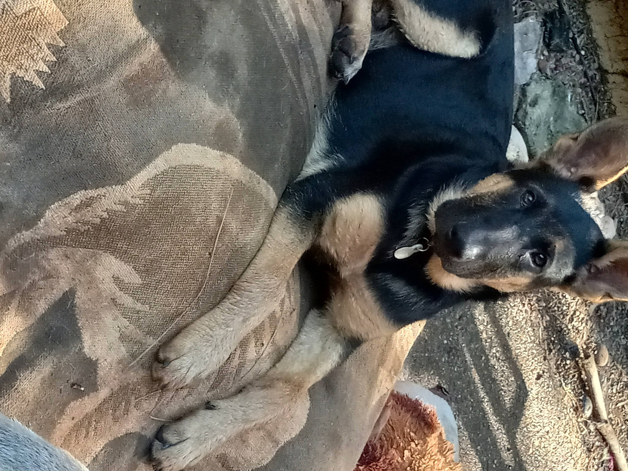 Chez joined the competition — help win amazing prizes! art, canidae, carnivore, comfort, companion_dog, dog, dog_breed, fawn, fur, guard_dog, nap, paw, snout, sporting_group, street_dog, tail, terrestrial_animal, whiskers, wood, working_animal