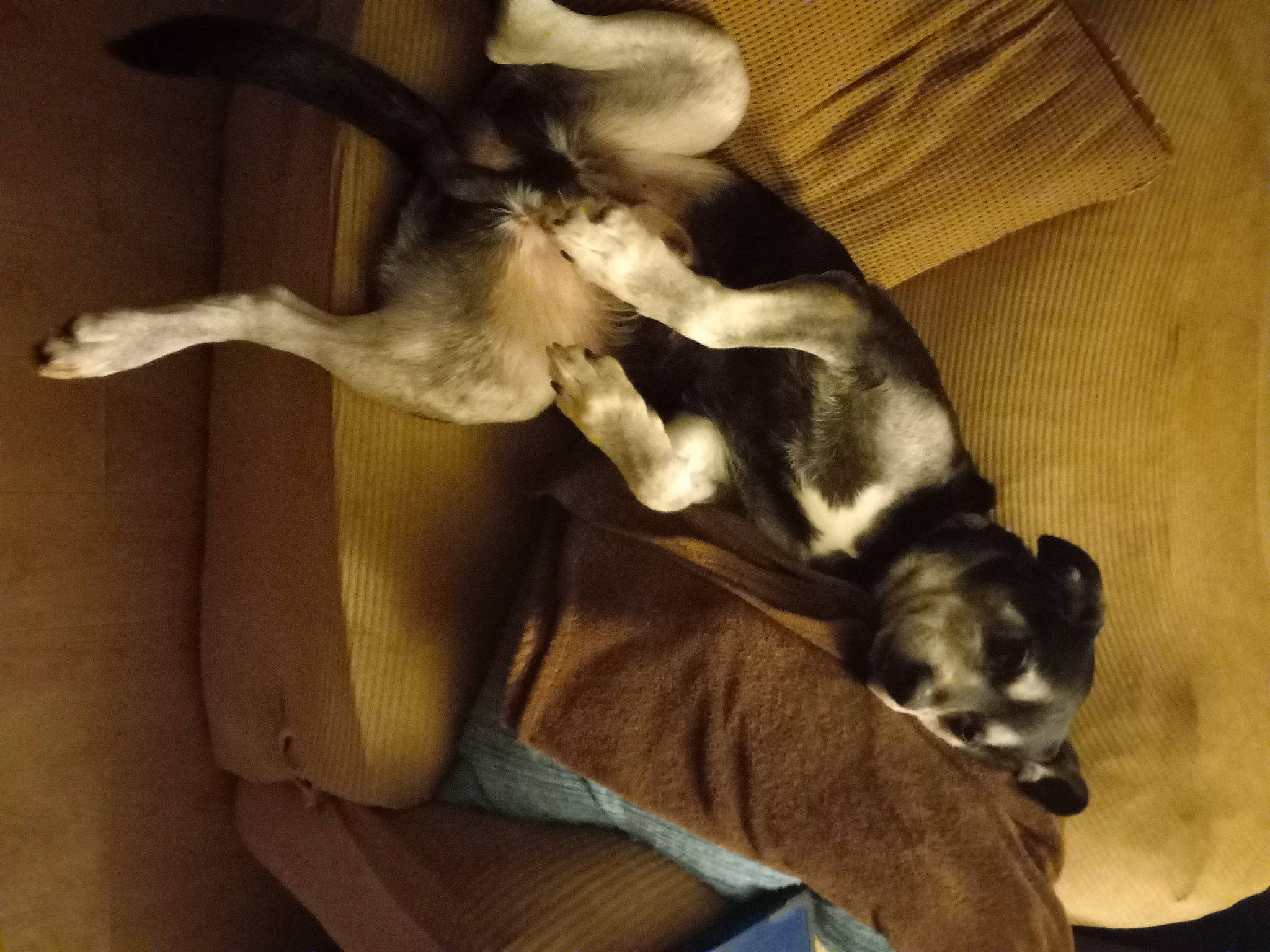 Junior joined the competition — help win amazing prizes! carnivore, comfort, companion_dog, couch, dog, dog_breed, fawn, fur, non_sporting_group, paw, puppy, snout, sporting_group, tail, toy_dog, whiskers, working_animal