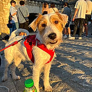Tino participe au concours pour gagner de l'argent avec cette photo : dog, pet, red_harness, curious, outdoor, people, group, stone_wall, cobblestone, sunlight, bottle, lipton, urban, daytime, casual_clothing, leash, tail, ears, face, background