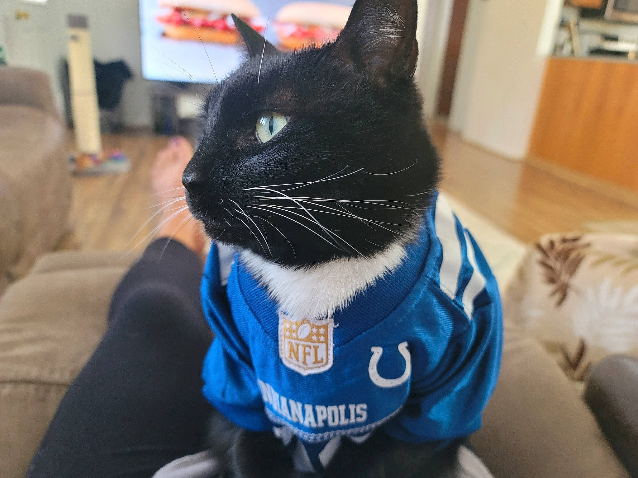 Nono joined the competition — help win amazing prizes! black_cat, carnivore, cat, collar, comfort, domestic_short_haired_cat, ear, electric_blue, eye, felidae, formal_wear, fur, hardwood, personal_protective_equipment, pet_supply, sleeve, small_to_medium_sized_cats, snout, tail, whiskers