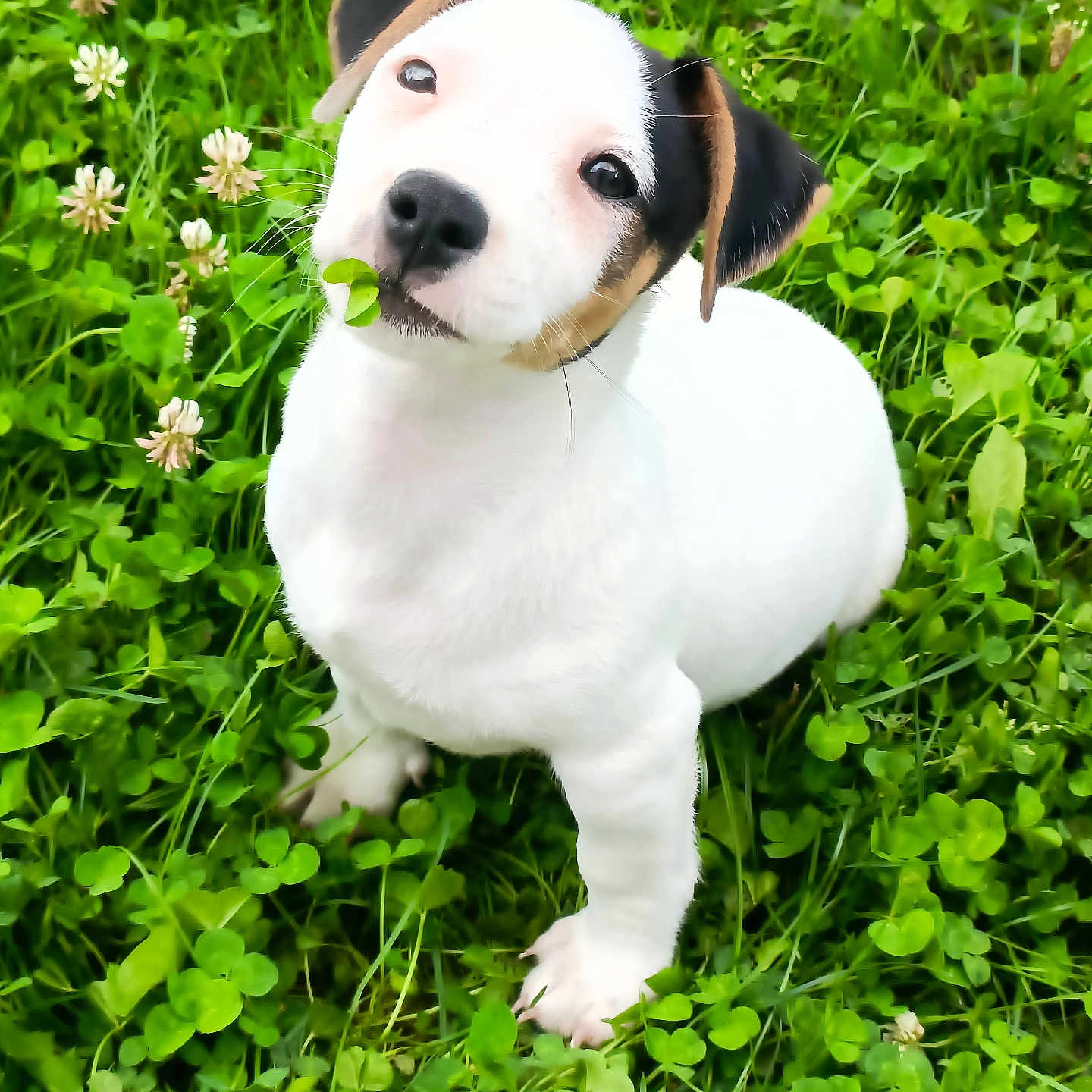 Ulysse a rejoint le concours — aidez-le/la à gagner de superbes lots ! adorable, animal, black, brown, closeup, clover, curious, cute, dog, fur, grass, greenery, leaf, nature, outdoor, pet, puppy, sitting, white, young