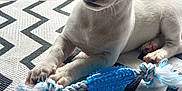 Ulysse participe au concours pour gagner de l'argent avec cette photo : puppy, dog, toy, rope_toy, blue_toy, white_fur, brown_fur, patterned_rug, zigzag_pattern, window, indoor, pet, cute, animal, laying_down, paw, whiskers, curious, young_dog, soft_light