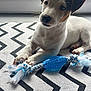 puppy, dog, toy, rope_toy, blue_toy, white_fur, brown_fur, patterned_rug, zigzag_pattern, window, indoor, pet, cute, animal, laying_down, paw, whiskers, curious, young_dog, soft_light