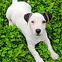 Ulysse participe au concours pour gagner de l'argent avec cette photo : puppy, dog, white, black_ears, brown_ears, grass, clover, greenery, outdoor, nature, young_dog, pet, animal, cute, playful, stretching, front_paws, curious, close_up, small_dog
