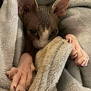 Yoda a rejoint le concours — aidez-le/la à gagner de superbes lots ! cat, sphynx_cat, hairless, pet, animal, paws, claws, blanket, soft, cozy, closeup, wrapping, feline, indoors, curious, pink_skin, texture, furless, relaxed, resting