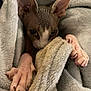 cat, sphynx_cat, hairless, pet, animal, paws, claws, blanket, soft, cozy, closeup, wrapping, feline, indoors, curious, pink_skin, texture, furless, relaxed, resting