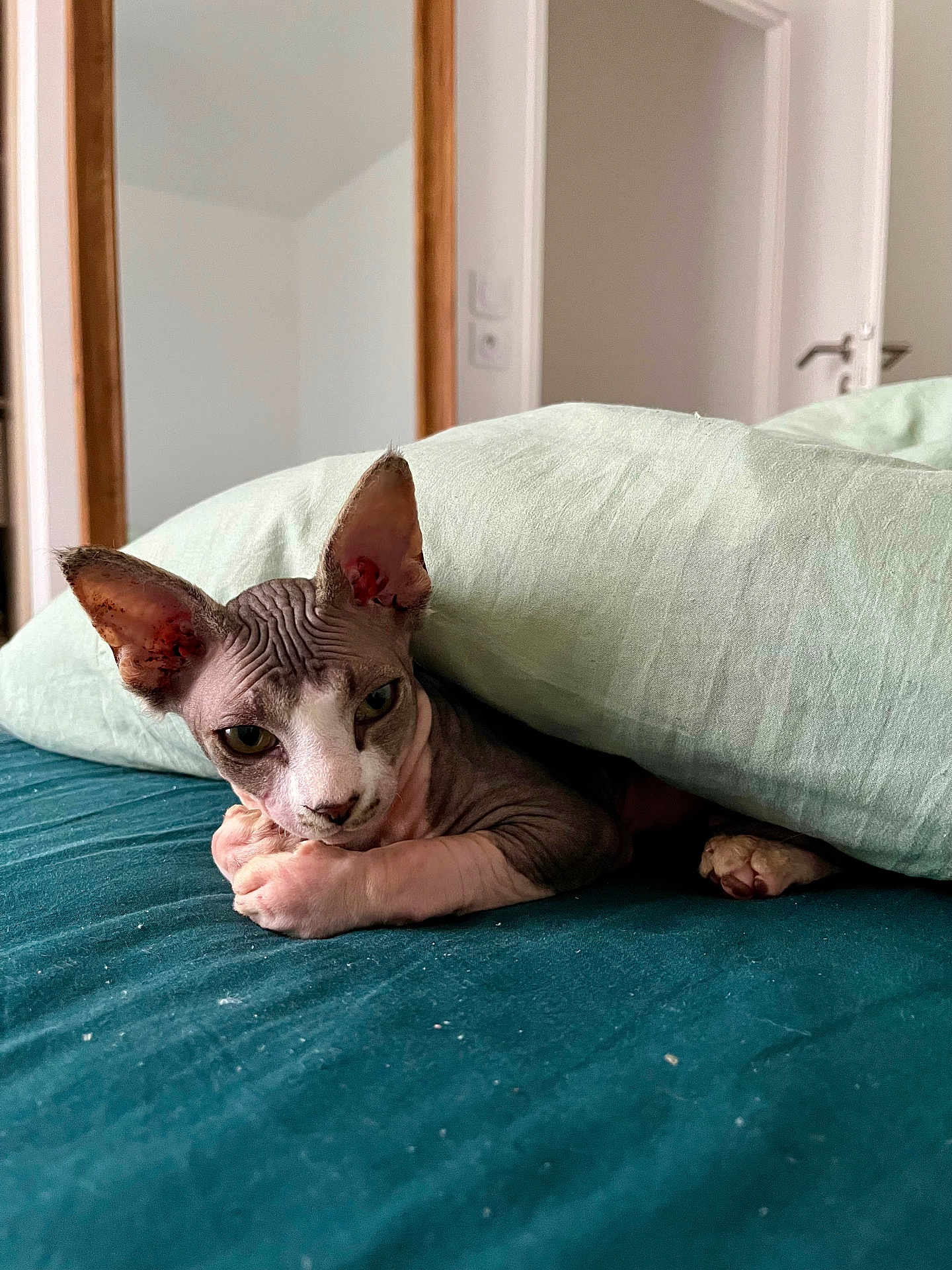 Yoda