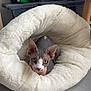 sphynx_cat, cat, pet_bed, furniture, indoor, floor, curious, green_eyes, fluffy, cozy, resting, animal, domestic, home, quiet, relaxed, cute, hairless_cat, cat_toy, scratching_post
