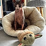 sphynx_cat, cat, pet_bed, plush_toy, indoor, floor, furniture, cat_tree, knitted_stool, animal, hairless_cat, toy, cute, cozy, sitting, gray, white, soft, playful, relaxed