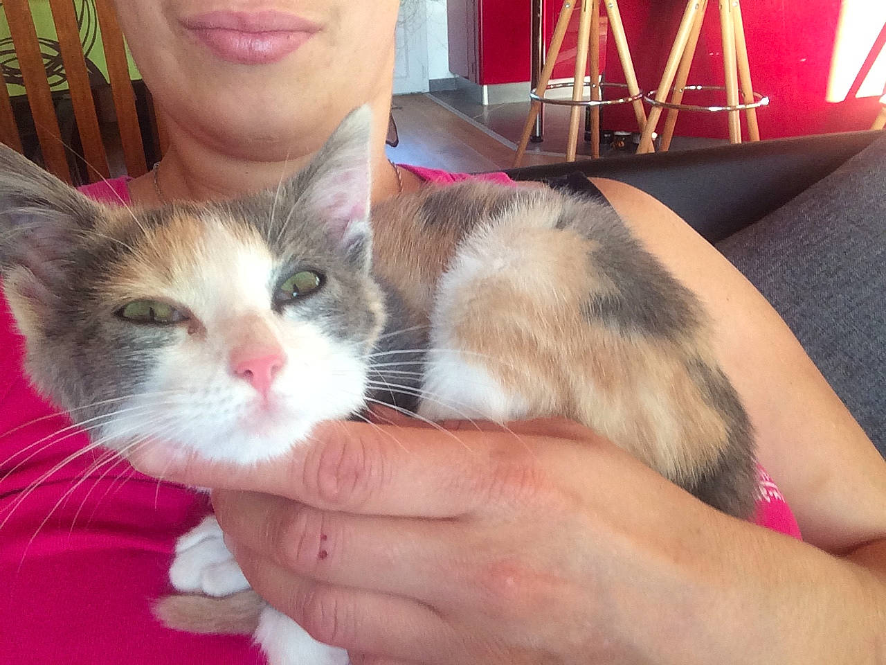 Pouka a rejoint le concours — aidez-le/la à gagner de superbes lots ! asian, carnivore, cat, domestic_long_haired_cat, domestic_short_haired_cat, ear, european_shorthair, fawn, felidae, fur, hand, iris, kitten, mammal, polydactyl_cat, skin, small_to_medium_sized_cats, whiskers