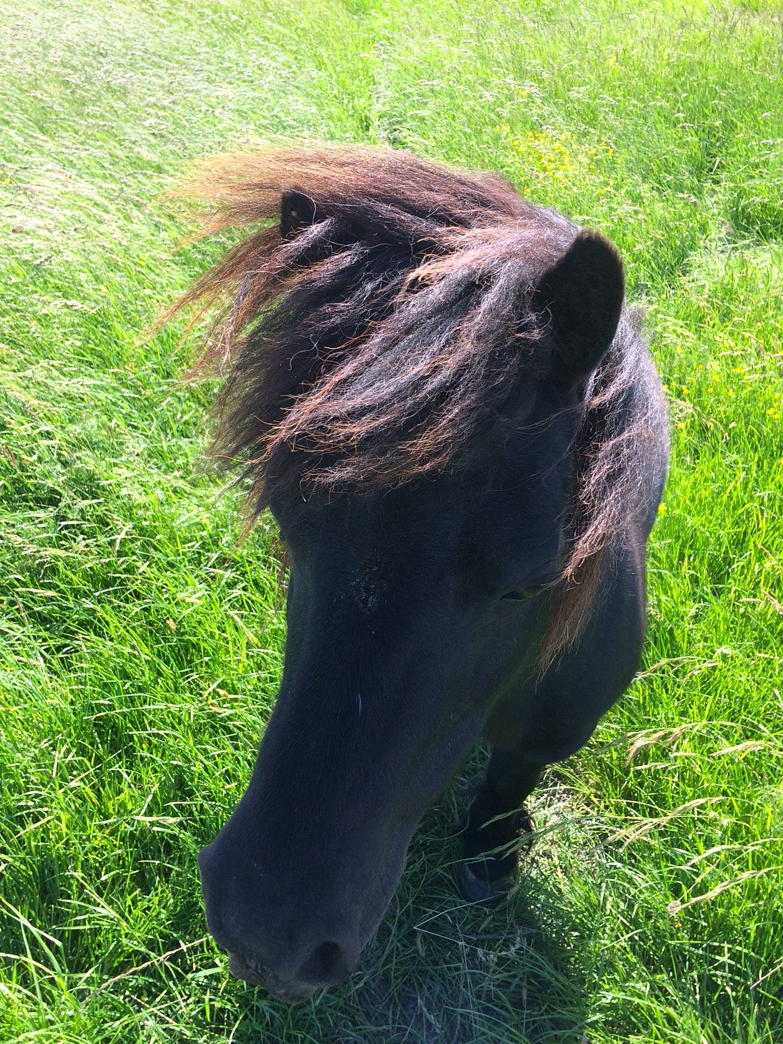 Ursule participe au concours pour gagner de l'argent avec cette photo : colt, foal, grass, grassland, grazing, hair, horse, livestock, mane, mare, meadow, mustang_horse, pasture, plant, pony, shetland_pony, snout, sorrel, tree, wildlife