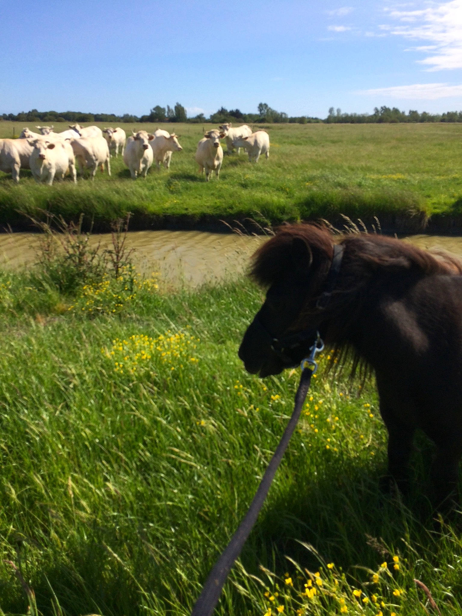 Ursule a rejoint le concours — aidez-le/la à gagner de superbes lots ! bovine, dairy_cow, farm, field, grass, grass_family, grassland, grazing, green, highland, landscape, livestock, meadow, natural_environment, natural_landscape, pasture, prairie, rural_area, sky, wildlife