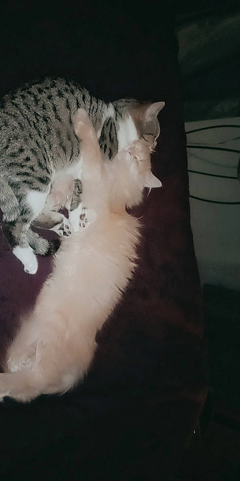 Trouble joined the competition — help win amazing prizes! carnivore, cat, claw, comfort, darkness, domestic_short_haired_cat, event, felidae, fur, paw, small_to_medium_sized_cats, snout, tail, terrestrial_animal, whiskers, window