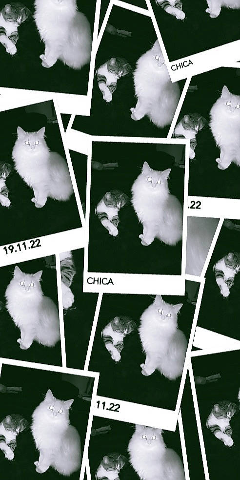 Izzy joined the competition — help win amazing prizes! black, carnivore, cat, collage, design, facial_expression, felidae, font, fur, light, line, mammal, organism, pattern, photograph, small_to_medium_sized_cats, snapshot, tail, whiskers, white