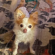 Tinkerbell is registered to the contest to win money with this photo: dog, small_dog, fluffy, indoor, carpet, patterned_carpet, pet, animal, looking_up, curious, ears_up, tail_up, white_fur, brown_fur, floor, cable, cord, cute, companion, domestic