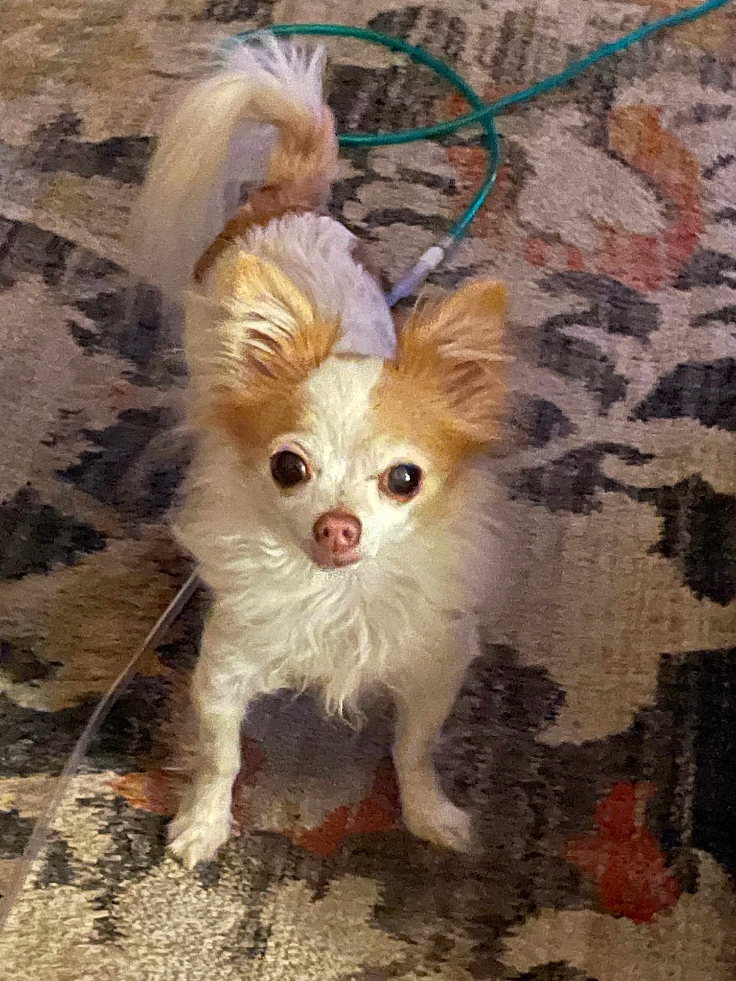 Tinkerbell