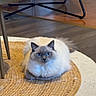 cat, fluffy_cat, blue_eyes, indoor, rug, woven_rug, wooden_floor, chair, table, pet, animal, furniture, cozy, calm, curious, domestic_cat, flooring, home_interior, relaxing, sitting