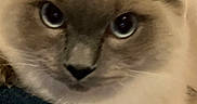 Apollon participe au concours pour gagner de l'argent avec cette photo : cat, close_up, fluffy, blue_eyes, pet, animal, feline, whiskers, face, cute, indoor, soft_fur, ears, nose, portrait, curious, domestic_animal, mammal, furry, looking