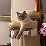cat, fluffy, cat_tree, indoor, pet, relaxed, paw, beige, furniture, flower, orchid, plant, cozy, home, animal, cute, resting, soft, portrait, mammal