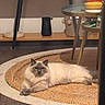 cat, fluffy_cat, indoor, rug, round_rug, wooden_floor, shelf, decor, table, side_table, relaxed, pet, animal, home, cozy, furniture, curious, calm, room, lighting