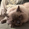 Apollon a rejoint le concours — aidez-le/la à gagner de superbes lots ! animal, blanket, cat, comfort, couch, cozy, cute, domestic, face, fluffy, fur, furniture, home, indoor, living_room, paw, pet, relaxed, resting, soft